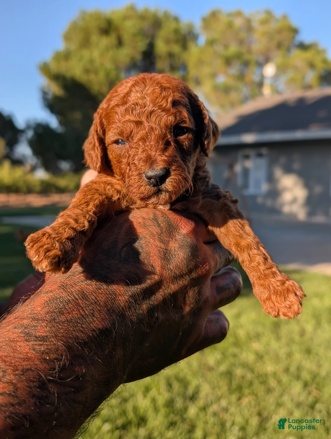 Mini Goldendoodle dogs for sale: 🍁 MAPLE  - Ad 2