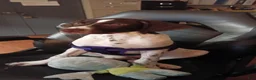 German Shorthaired Pointer dogs for sale: Mac - Ad 11