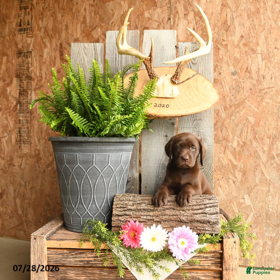 Labrador Retriever dogs Maple   - Ad 1