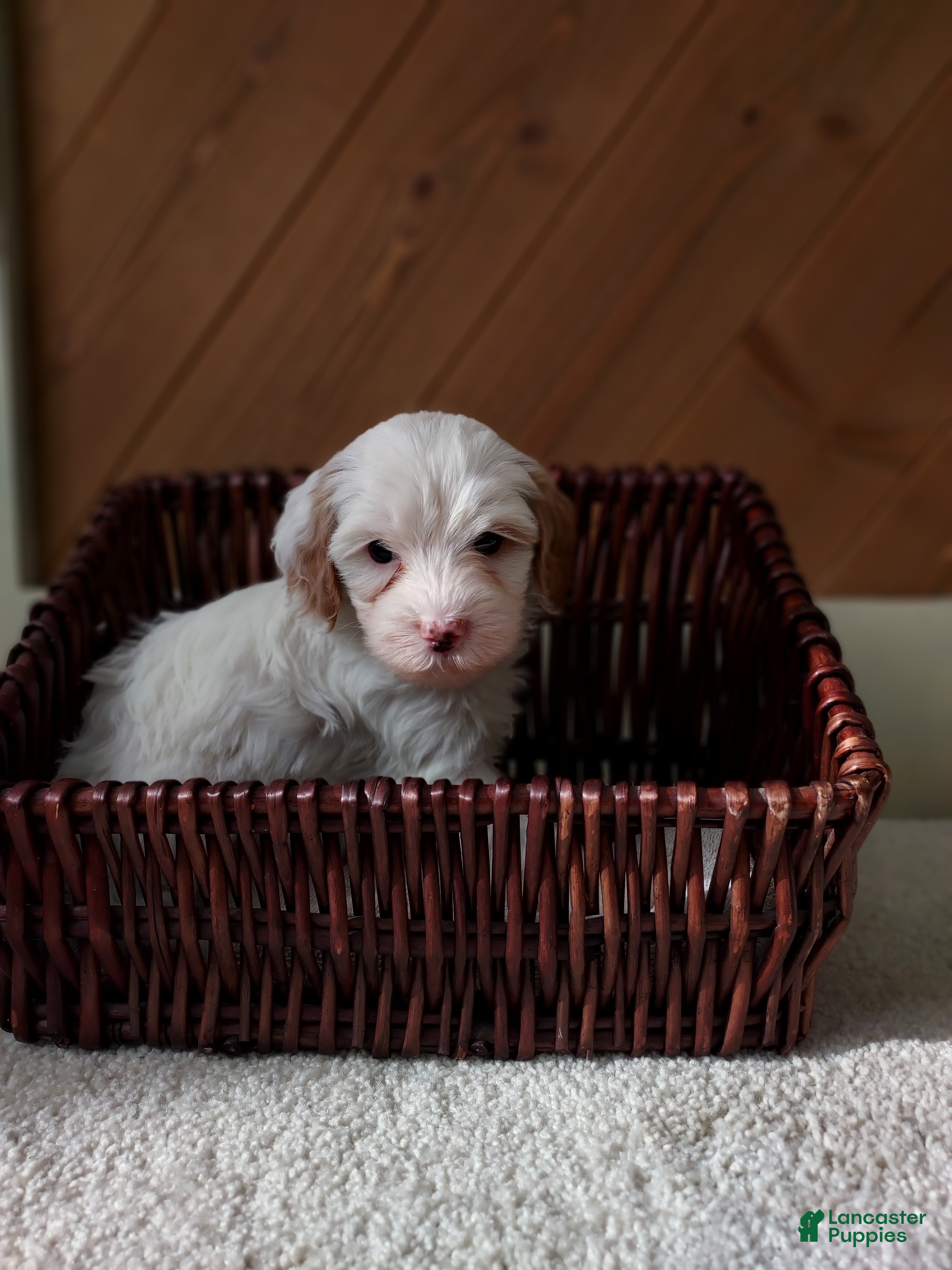 Cavapoo dogs Pebbles - Ad 17