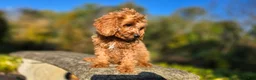 Cavapoo dogs for sale: Kyle - Ad 5