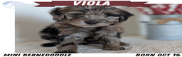 Mini Bernedoodle dogs for sale: Viola - Ad 1