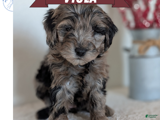 Mini Bernedoodle dogs Viola - Ad 2