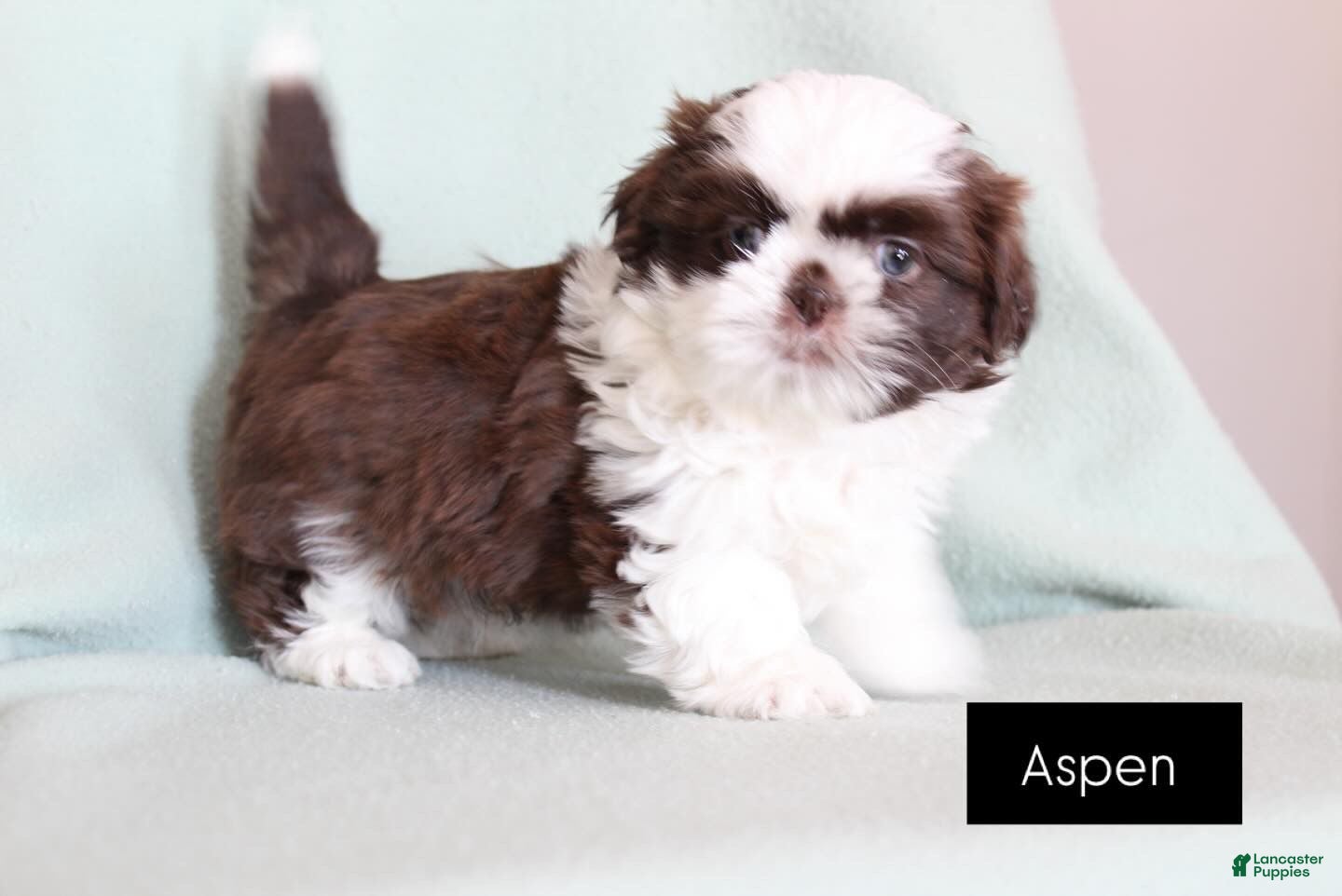 Shih Tzu dogs Aspen - Ad 6