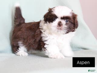 Shih Tzu dogs Aspen - Ad 23