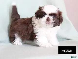 Shih Tzu dogs Aspen - Ad 24