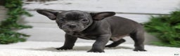 French Bulldog dogs for sale: Cooper - Ad 4