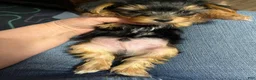 Yorkshire Terrier dogs for sale: Boy yorkie ckc - Ad 8