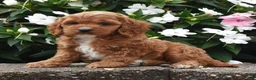 Cavapoo dogs for sale: Ollie - Ad 3
