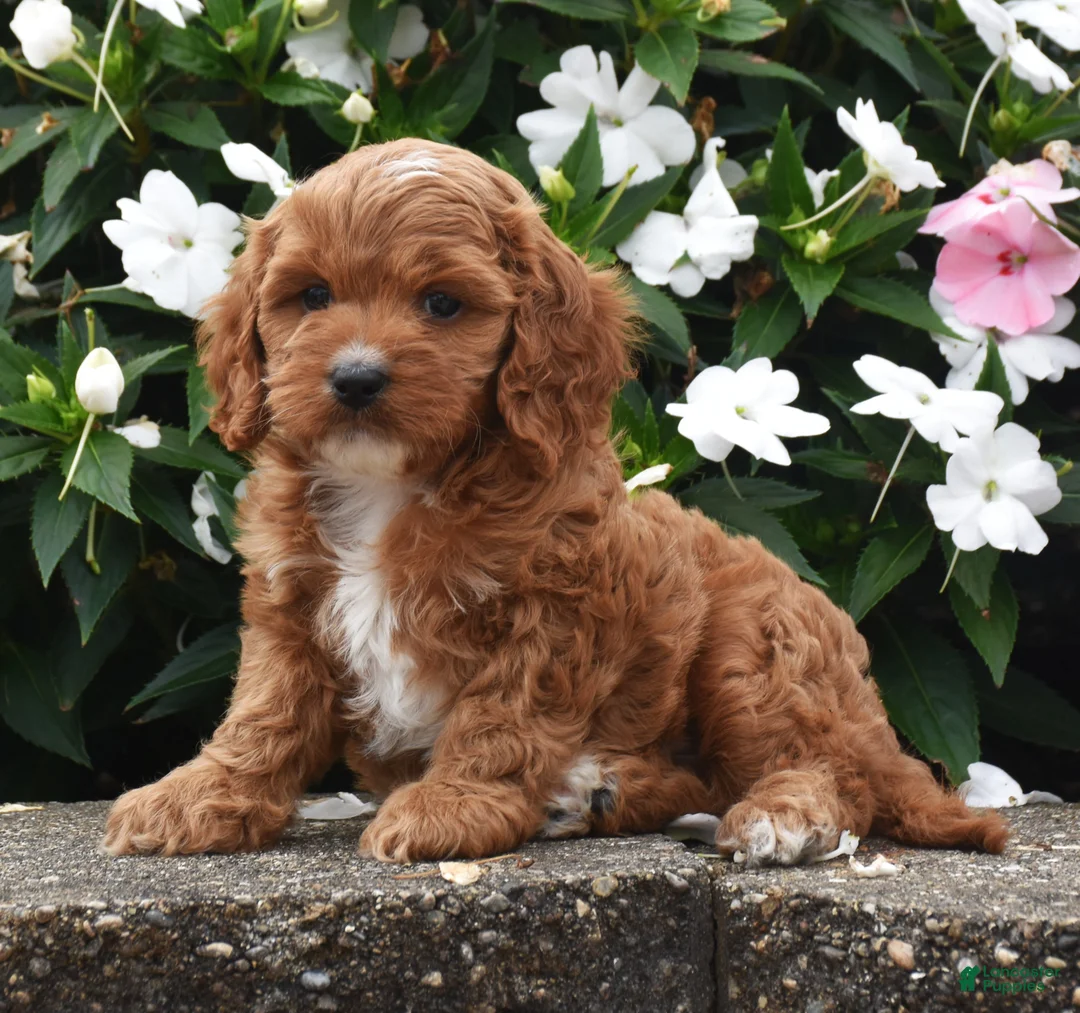 Cavapoo dogs for sale: Ollie - Ad 3