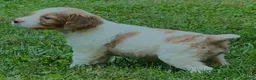 Brittany Spaniel dogs for sale: Hawkete Holly Girl 1 - Ad 2