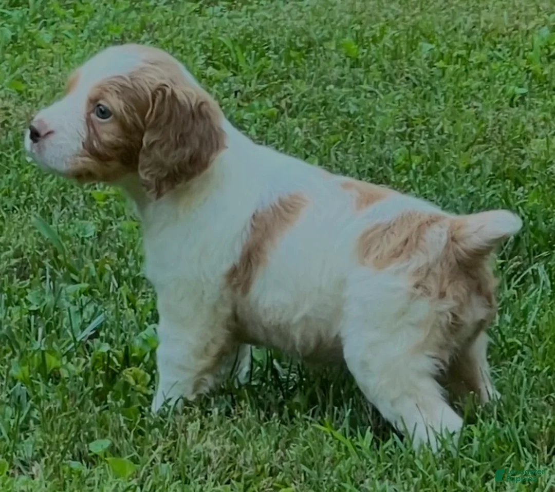 Brittany Spaniel dogs for sale: Hawkete Holly Girl 1 - Ad 2