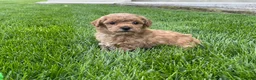 Miniature Poodle dogs for sale: Aaron Miniature Poodle Puppy  - Ad 3