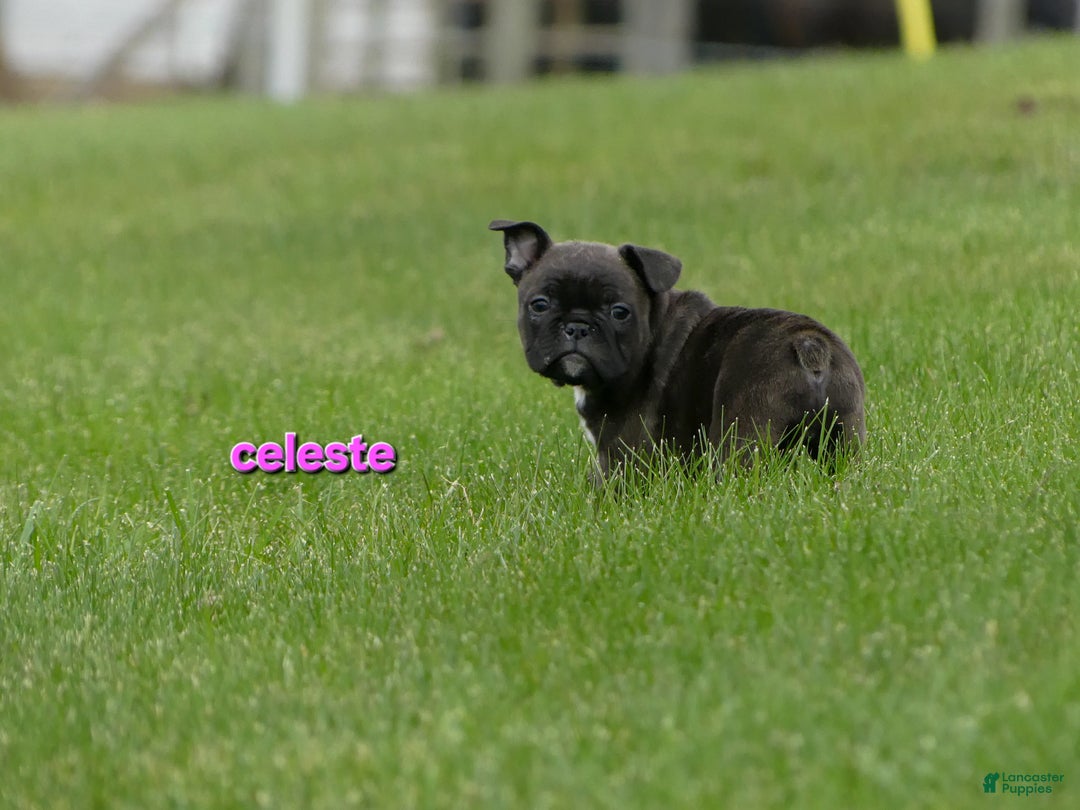 Frenchton dogs for sale: Celeste  - Ad 6