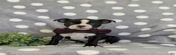 Boston Terrier dogs for sale: Putnam - Ad 1