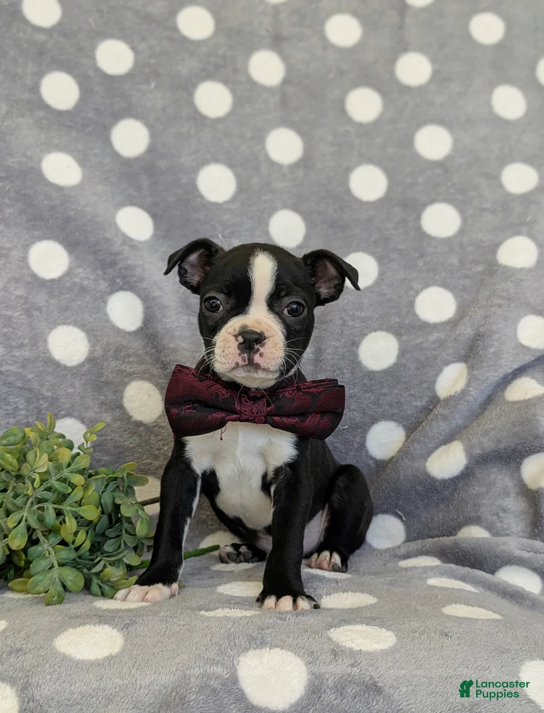 Boston Terrier dogs for sale: Putnam - Ad 1