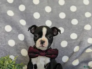 Boston Terrier dogs for sale: Putnam - Ad 1
