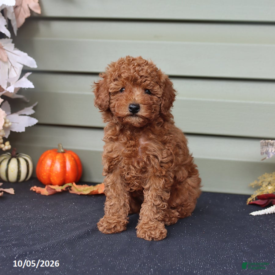 Miniature Poodle dogs Silas - Ad 1