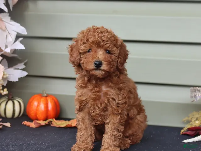 Miniature Poodle dogs for sale: Silas - Ad 1
