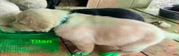 Labrador Retriever dogs for sale: yellow male Titan - Ad 2