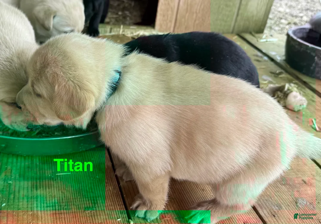 Labrador Retriever dogs for sale: yellow male Titan - Ad 2