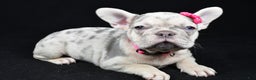 French Bulldog dogs for sale: Bella  - Ad 1