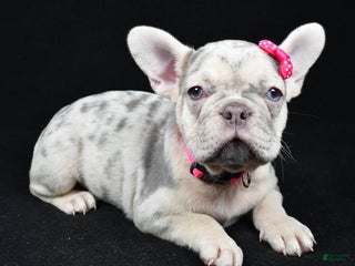 French Bulldog dogs Bella - Ad 9