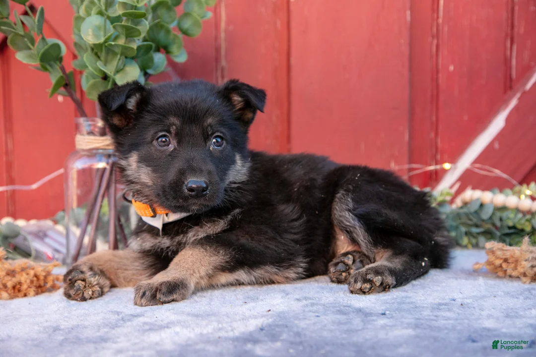 German Shepherd dogs for sale: Arlo - Ad 2
