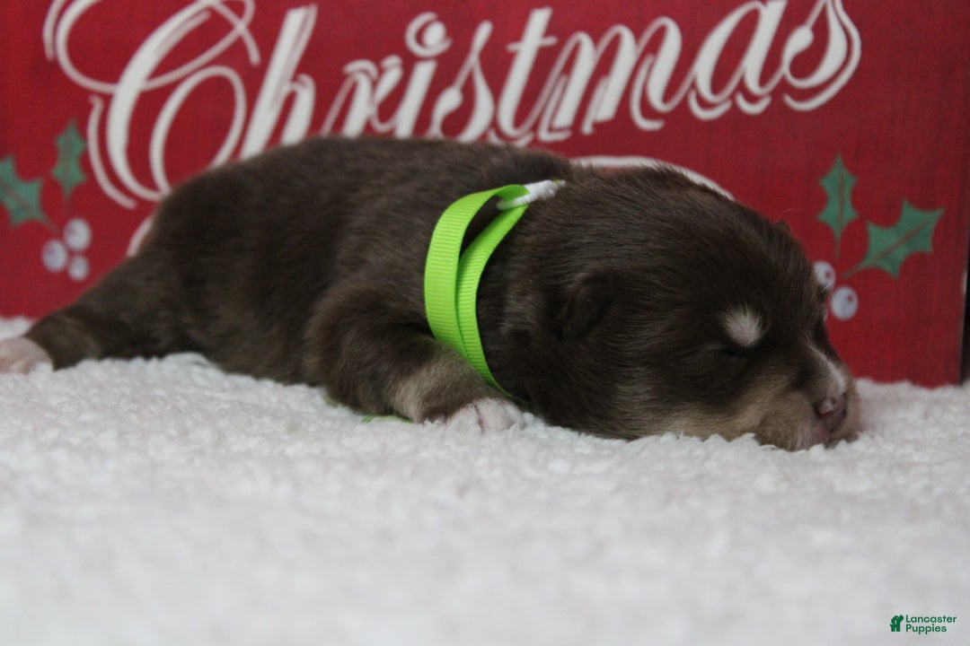 Pomsky dogs for sale: Huey  - Ad 3