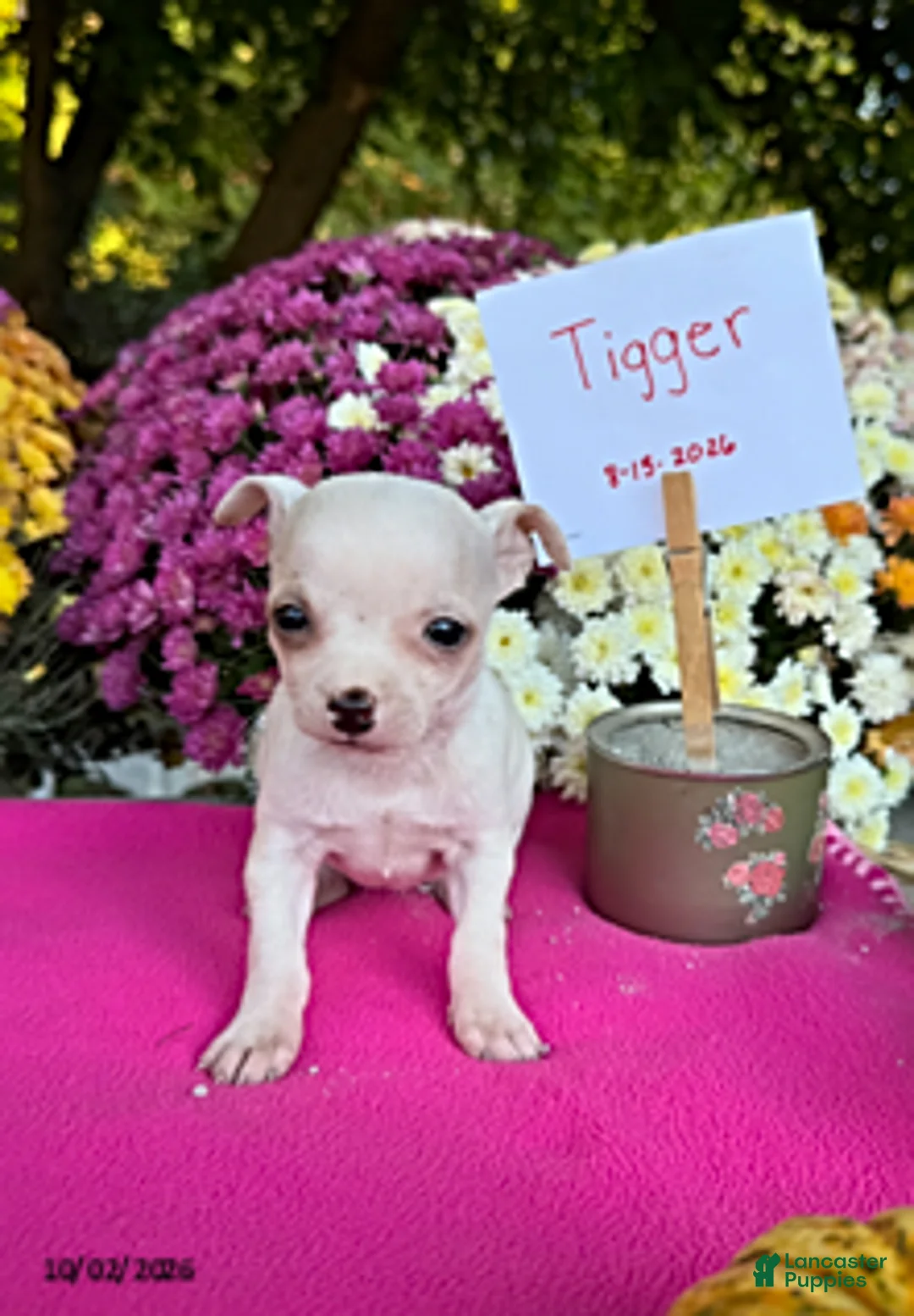 Chihuahua dogs for sale: Tigger - Ad 3