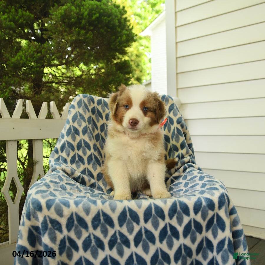 Miniature Australian Shepherd dogs Dune - Ad 2