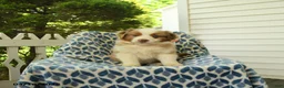 Miniature Australian Shepherd dogs for sale: Dune - Ad 2