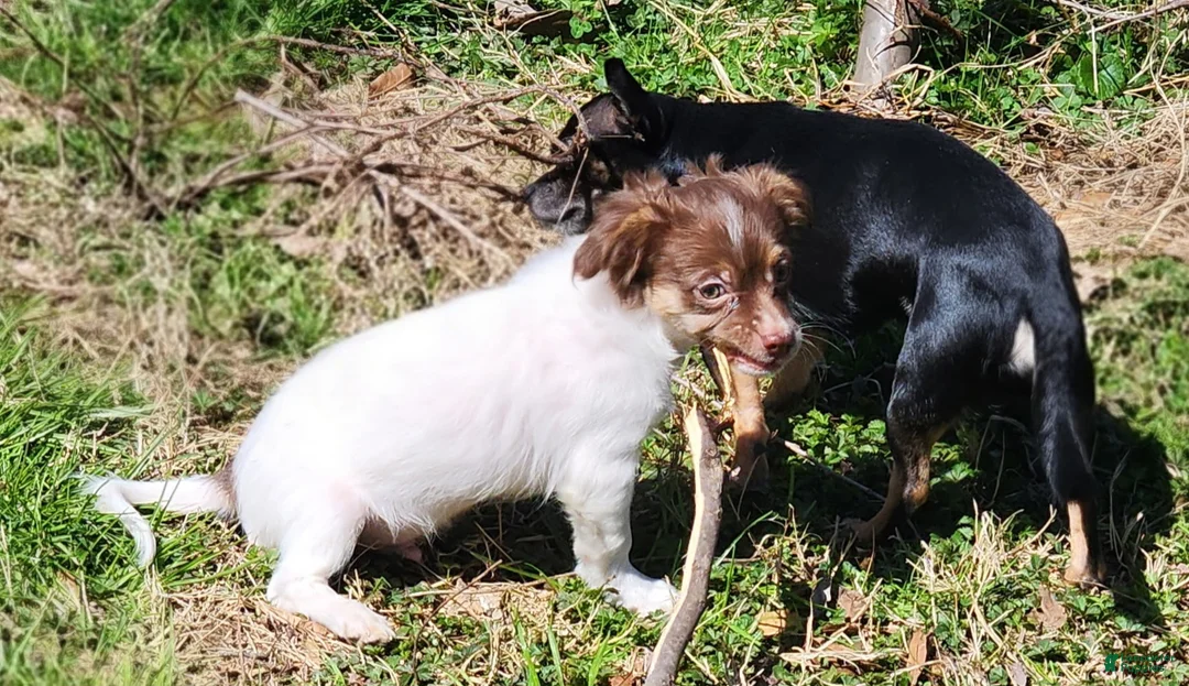 Chihuahua dogs for sale: Chihuahua Puppy 1 - Ad 5