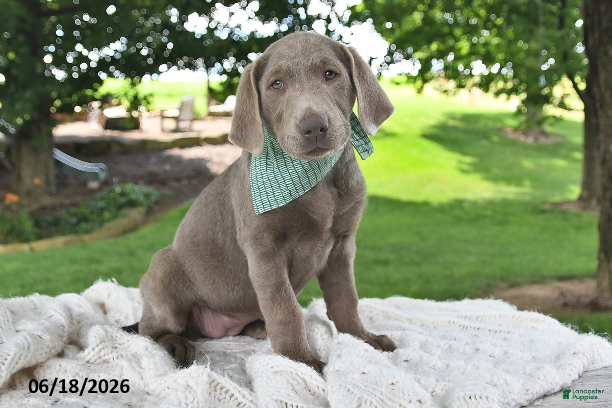 Labrador Retriever dogs Indi - Ad 2