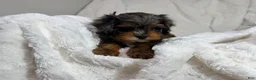 Cavapoo dogs for sale: Peanut 🥜  - Ad 15