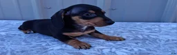 Miniature Dachshund dogs for sale: Elaine - Ad 2