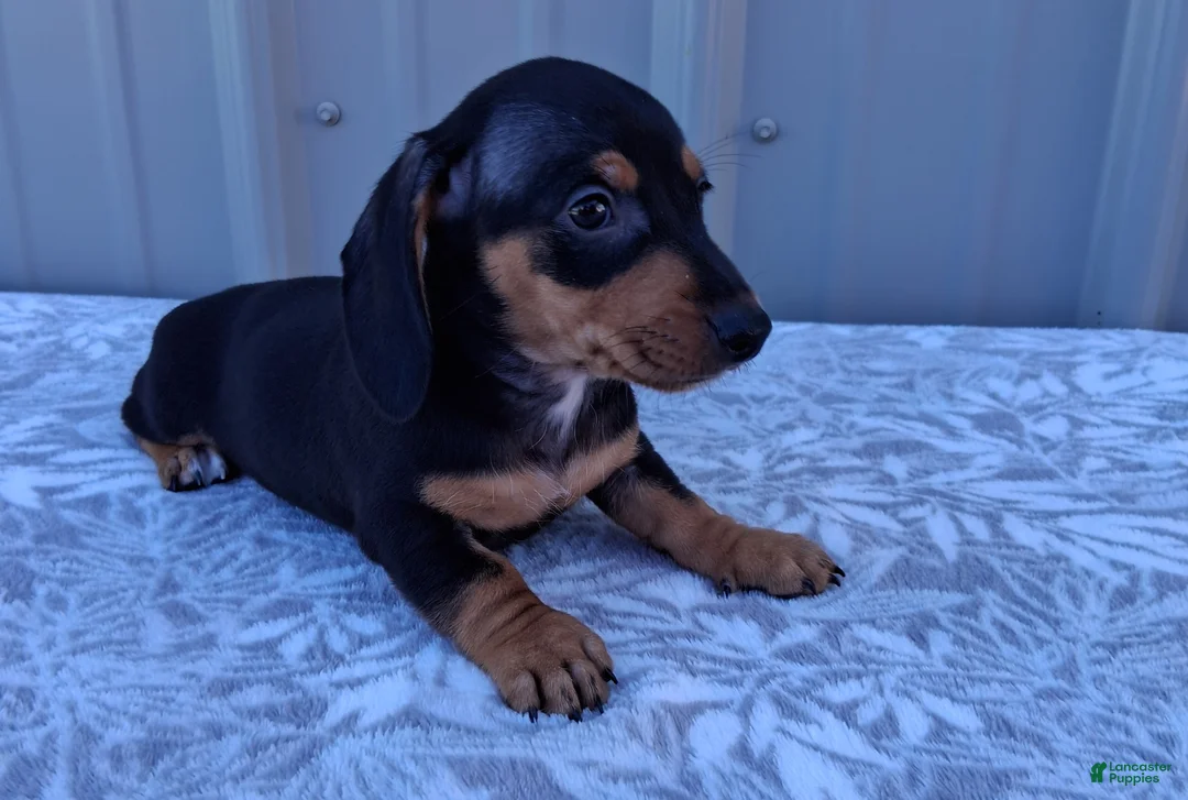 Miniature Dachshund dogs for sale: Elaine - Ad 2