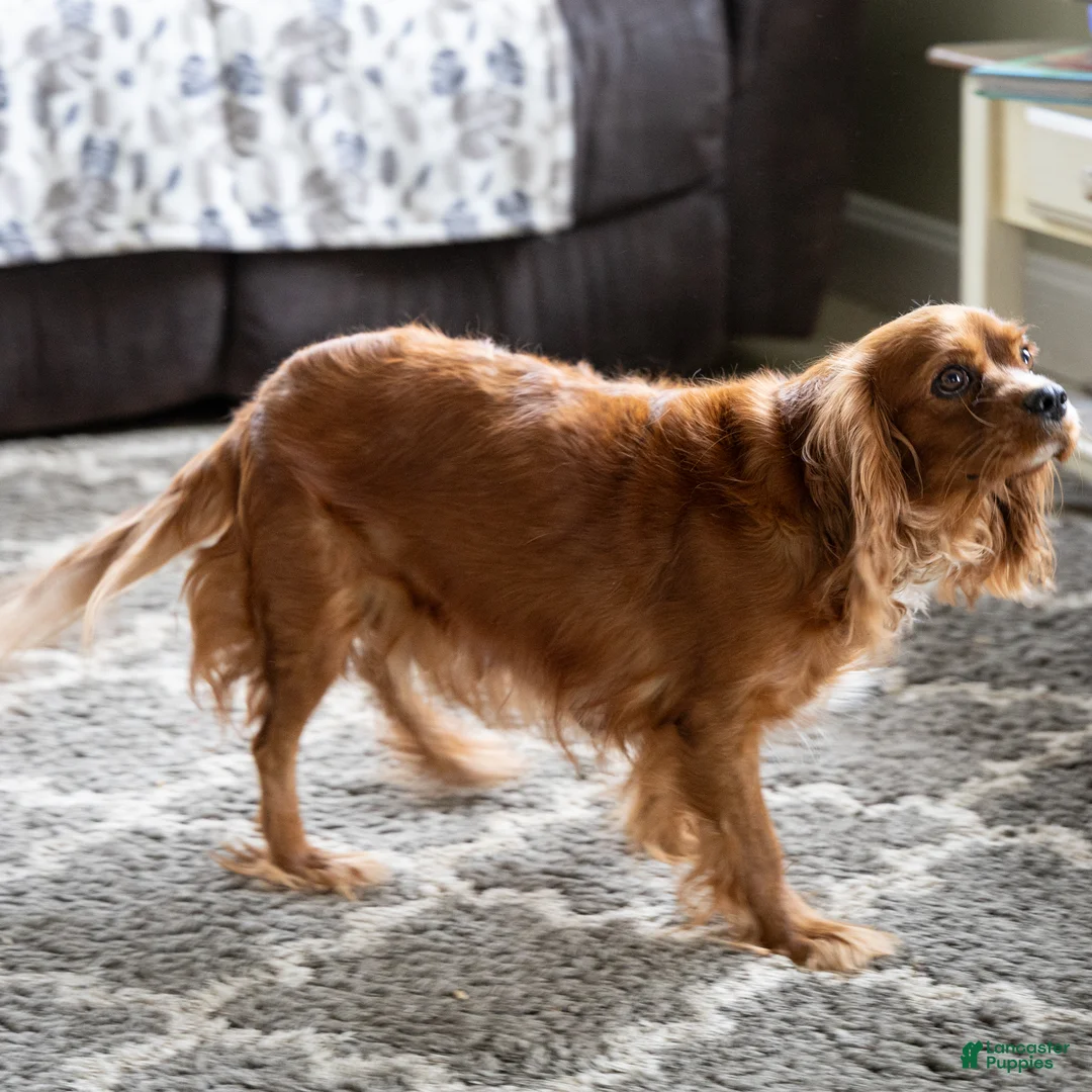 Cavalier King Charles Spaniel dogs for sale: Cal Cavalier King Charles Spaniel Puppy  - Ad 9