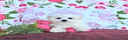 Maltese dogs for sale: Finn EXTRA SMALL - Ad 8