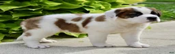 Saint Bernard dogs for sale: Ruby Kae - Ad 5