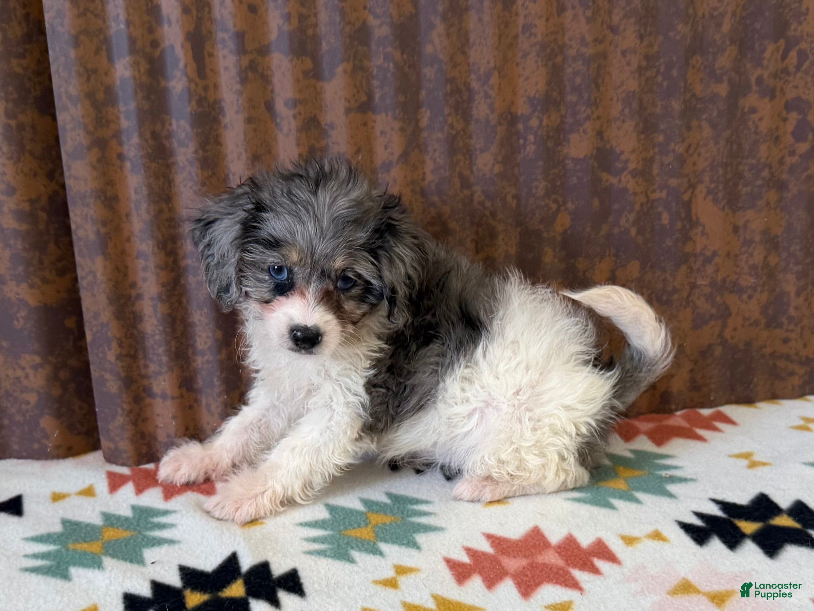Cavapoo dogs Camlie - Ad 41