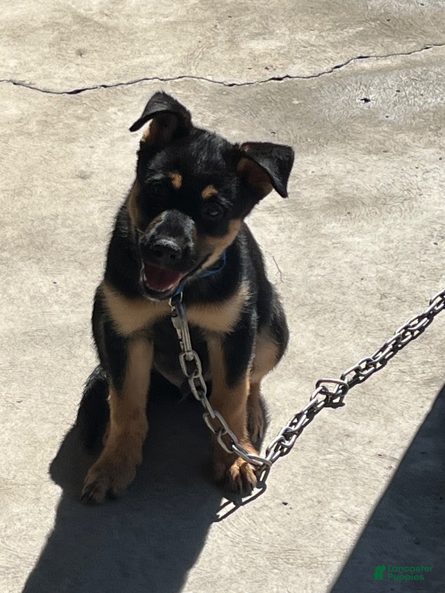 Mixed Breed dogs Jax - Ad 20
