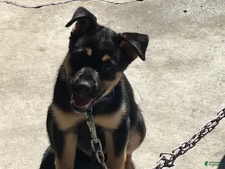 Mixed Breed dogs Jax - Ad 20