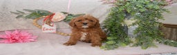 Cavapoo dogs for sale: Jewel - Ad 1