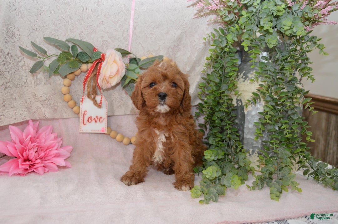 Cavapoo dogs for sale: Jewel - Ad 1