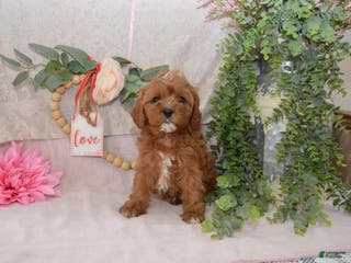 Cavapoo dogs Jewel - Ad 37