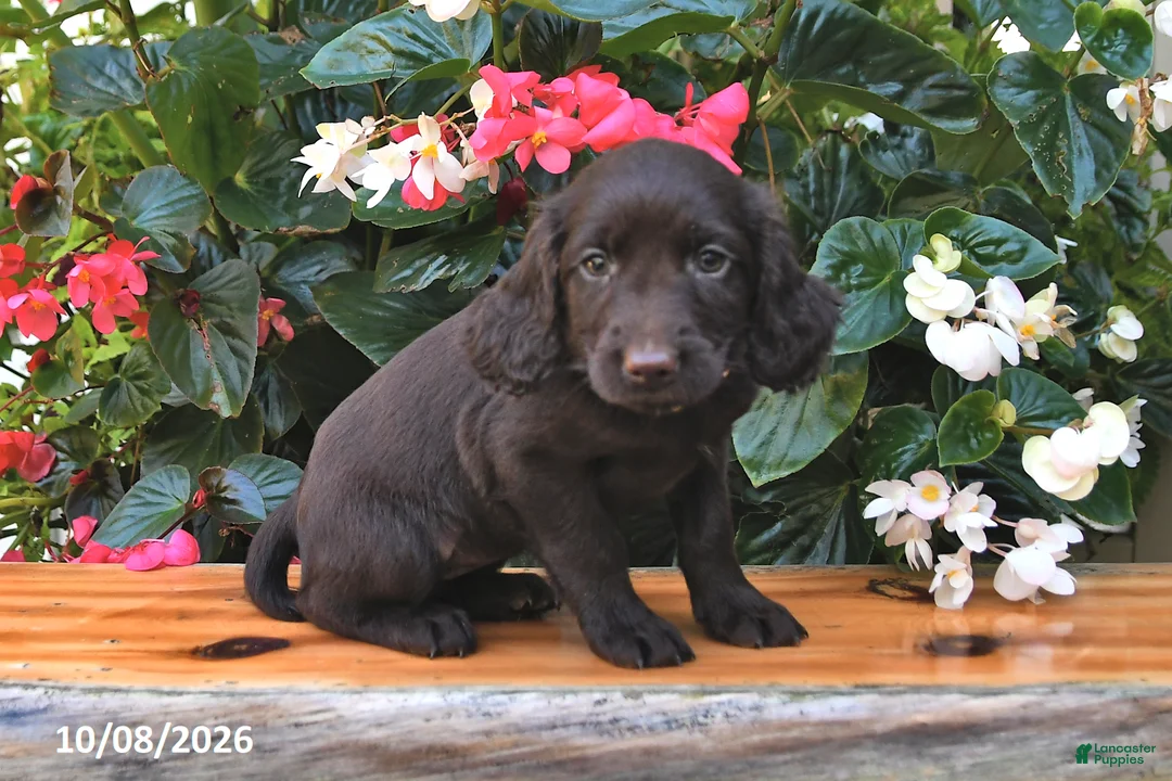 Cocker Spaniel dogs for sale: Ella - Ad 2