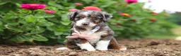 Mini Bernedoodle dogs for sale: Honey - Ad 1