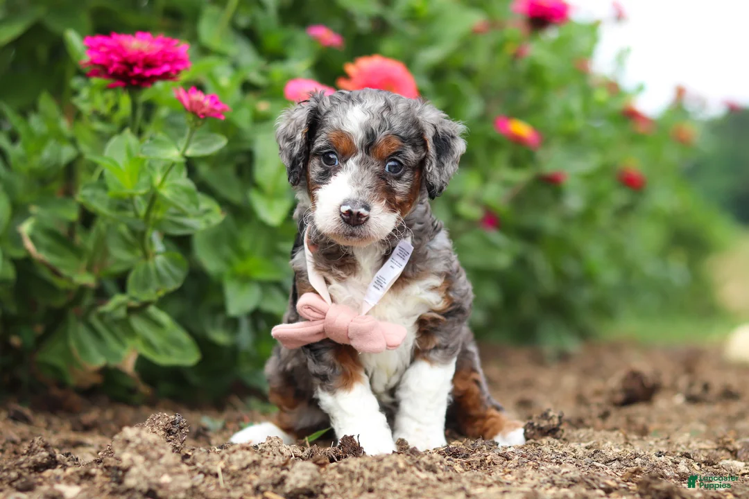 Mini Bernedoodle dogs for sale: Honey - Ad 1