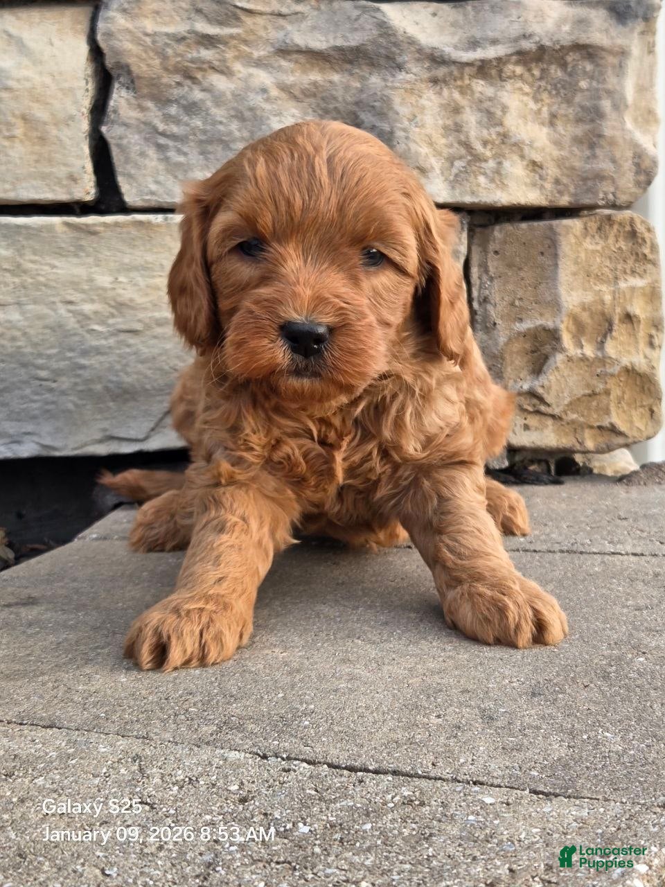 Mini Goldendoodle dogs Jasmin - Ad 6